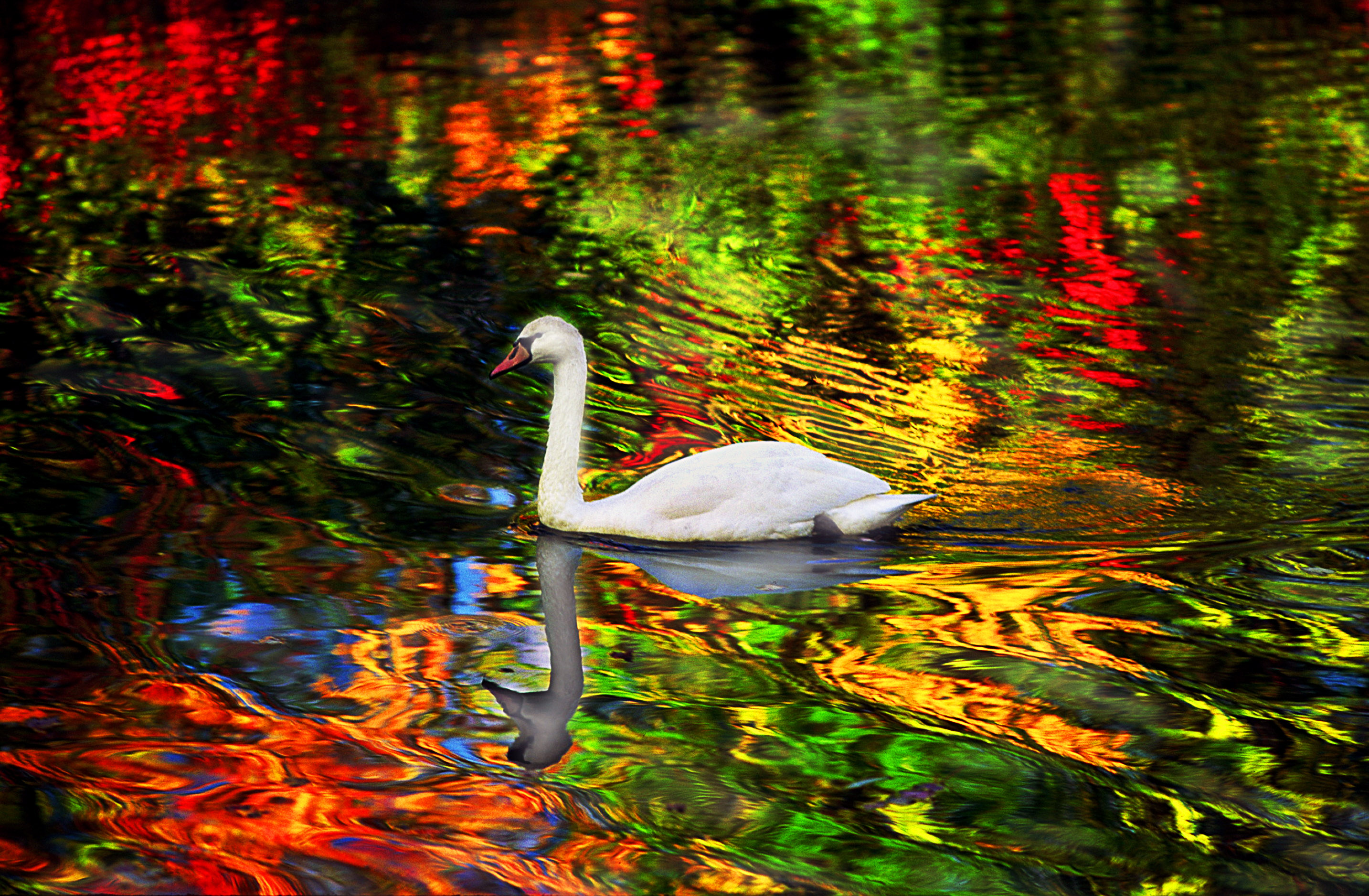 Autumn Swan Shutterbug